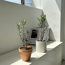 홍콩야자 여인초 벨벳 몬스테라 아단소니 금전수 개업용 선물 후쿠시아 케이프스타 문샤인 화이트콩고 율마 올리브나무 키우기 베트남 이태리 토분 세트, 12-1. 올리브나무(13호/베이지)