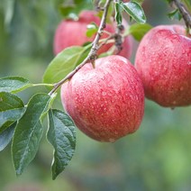 황금열매 사과 가정용 주스용 못난이 꿀사과 아오리사과 햇사과 홍로사과 5kg 10kg, 사과즙 30포
