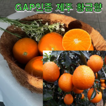 GAP인증 제주에서 자란 황금향 5kg 서귀포귤 후숙과일 달콤한 과육, 황금향 5kg 대과