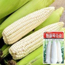 흰찰옥수수 씨앗 (30g), 단품
