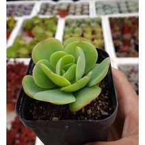 행복한꽃순이//둥근잎비취후리데, 1개