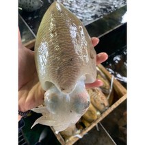 산지직송!!] 직접잡는 서천 갑오징어1kg(2~5미)