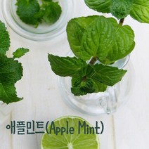[Farm Nature] 애플민트, 1팩, 10g