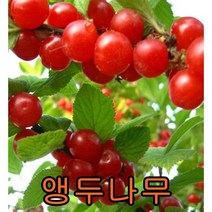 앵두나무 접목1년특묘3그루 나무 묘목 앵두나무