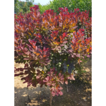 [농업의 신]자엽안개나무 묘목