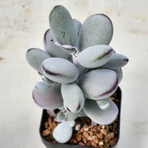 다육식물(방울복랑)2개 랜덤 발송, 2개