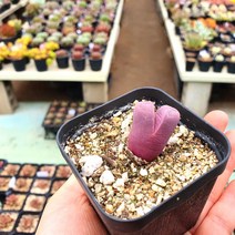 소예방 다육이 리톱스 루비 (소품) 특이한 귀여운 키우기쉬운 키우기좋은