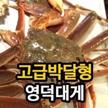 [영덕강구항직송]영덕대게 고급박달형_수율80~90%/마리당400g, 5마리