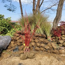 [좋은원예] 컬러관목 / 흰말채 H1.2m 1묶음(5주), 1개