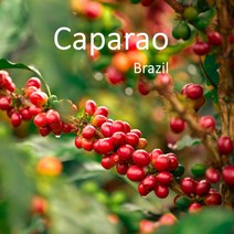 [커피생두] 브라질 카파라오 5kg Brazil Caparao/ 스페셜티 커피 생두, 1개
