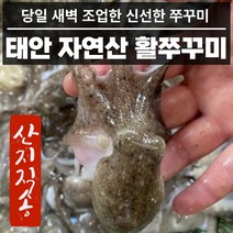 산지직송 국내산 활 쭈꾸미 국산 1kg 2kg 알배기 알쭈꾸미, 3. 쭈꾸미 3kg