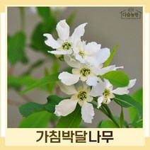 가침박달나무 묘목 키1m 1개