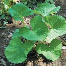 국산 봄 가을 산나물 곰취 씨앗 품종 종자 100립 산나물 판매 곰취 종묘사 leejs512*9454294gb, 본상품선택, 1개