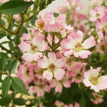[용이네 화원] 봄마다 탐다던 핑크 찔레나무 350 농원