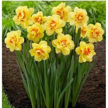 모나코 수선화 구근 10구세트 2월까지 식재가능 토종 수입 지금바로 심는 재식구근 노지월동 꽃 모종 꽃씨앗, 수입수선화-타히티10구