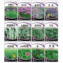 오레가노 유칼립투스 라벤다 오레가노 라벤다 로즈마리 페퍼민트 보리지 허브씨앗 타임 바질 카모마일 차이브 딜 레몬밤 세이지 히솝 소렐 유칼립투스 키우기 심기 재배 정원가꾸기, 오레가노 200립