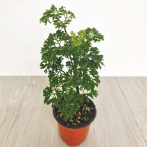 폴리셔스 폴리시아스 키우기쉬운 실내공기정화식물 공기청정식물, 단품, 단품