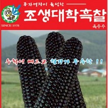 [가람종묘사] 조생대학흑찰옥수수 씨앗(수확이 빠르고 찰기가 우수한 흑찰옥수수 품종)