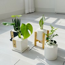 cocooning 키우기 쉬운 실내 초보자 공기 정화 청정 식물, 사각블랙, 떡갈고무나무