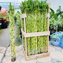 청년농부 수경식물 개운죽 1세트 (10주) 공기정화 가습기 식물, 30cm