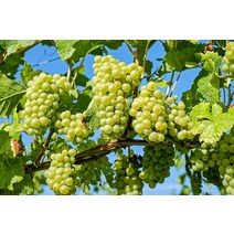 샤인머스켓 삽목2년(1등묘) 청포도/씨없는포도/묘목(뿌리원예)