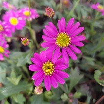 야생화피어나라플라워 사계국화 진핑(1SET3개)