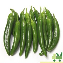 사라상회 오이고추 1Kg (특), 1박스