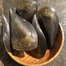 키조개2미 제철 캠핑모듬조개 캠핑조개 해산물 수산물 어패류 바지락 째복 명주 비단 갈미 백합조개 물총 백상합 모시 뿔소라 대합 개조개 참가리비구이 키조개 전복 삐뚤이소라 밀고동, 2개, 4미