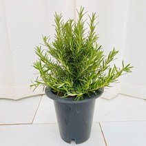 청년농부 로즈마리 허브 중품 로즈마리나무 향기좋은식물