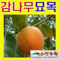 (G소망)대봉 감나무묘목 접목3년(분)1그루