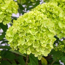 같이가치농원 (원가세일) 유럽목수국 리틀라임 개화주 화분묘 (왜성수국), 1개