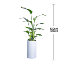 서울/경기배송 극락조 화분 130cm