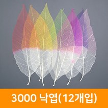 3000 낙엽(12개입), 진분홍