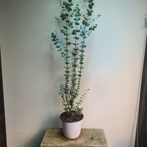 [공룡꽃식물원]유칼립투스 블랙잭 109