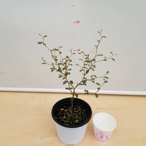 [용이네 화원] 앙증맞은 애교쟁이 마오리 소포라 129 화원 농원, 1개