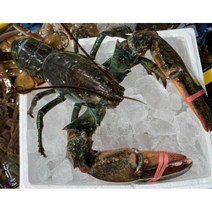 캐나다산 활 랍스터 찜 500g 1kg 홈파티 캠핑, 500g~550g