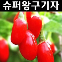 슈퍼왕구기자 나무 묘목 삽목3년 뿌리(특) 3개