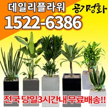 실내공기정화식물 미세먼지 공기청정 키우기쉬운식물 플랜테리어 식당 개업축하선물 산세베리아 고무나무 안시리움 율마 아가베 아레카야자 승진화분, (선택27)크로톤