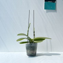 꽃필라나 미니호접란 서양란 꽃대호접란 퍼퓸 난키우기, 퍼퓸 쌍대