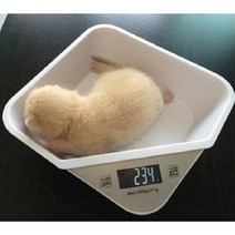 반려동뭉체중계 고양이체중계 동물체중계 다기능 애완 동물 디지털 규모 측정 작은 개 고양이 무게, 01 White, 한개옵션1