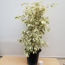 [용이네 화원] 세련되고 은은한 색감이 돋보이는 칼라벤자민 대형 430 농원 화원