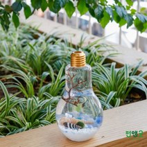 수경재배 반려식물 마리모 어항 LED전구 선물 세트, LED전구(오색사)