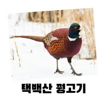 강원도 농장 꿩 까투리 고기 판매, 장끼(숫꿩)+산양삼3뿌리