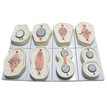 생물학수업 복제 유사분열 8단계 세포모형 의료기관 세포관찰 수업용 기능