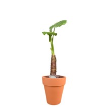 세시의정원사 자체제작 알로카시아 고급화분 서울 경기 당일배송, 11.알로카시아+16.황색 토분, 11.알로카시아, 16.황색 토분