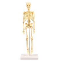 35cm 조립식 미니 인체골격 뼈모형 스탠드 교재 교구 신체 보건용 의료 전신 학습 의료기관 기자재