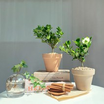 따스한정원 향기 가득 아름다운 하얀꽃을 피우는 꽃치자 공기정화식물 열매 치자나무, 기본플라스틱포트