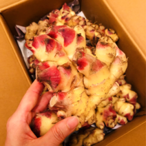 [싱싱다모아] 22년산 국내산 햇 생강 흙생강 1kg 5kg 10kg, A5. 햇생강_태안 5kg