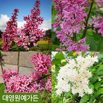 프레스토니아 향기 라일락 4종 택1 나무, 02. 미뉴엣 9cm포트
