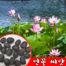 미니 연꽃 씨앗 연자육 홍련 백련 종자 꽃 수련 꽃씨 수배식물, 10개